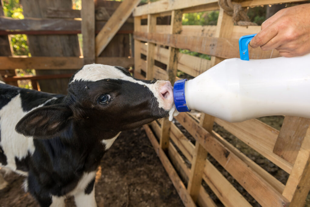 Bottle Feeding Calf Basics How Often To Feed Provico Rural