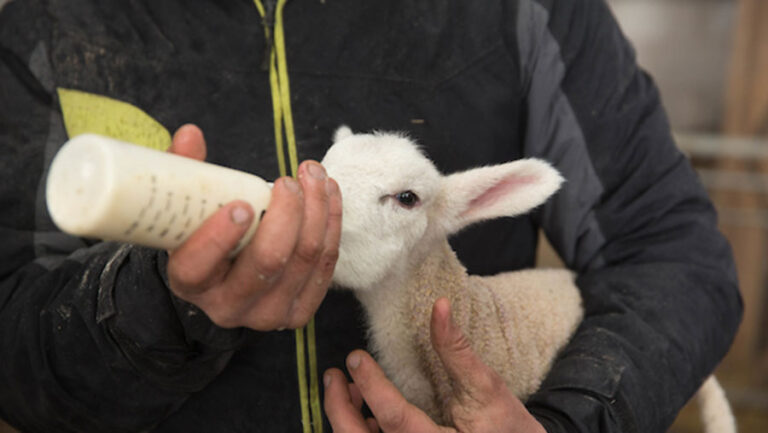 bottle-feeding-lambs-provico-rural