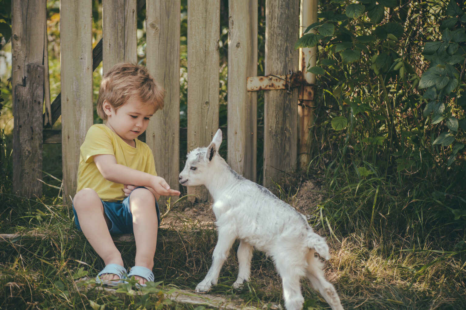 How to take care of a baby goat ProviCo Rural